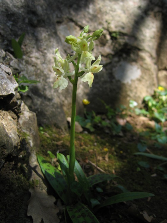 Orchis provincialis